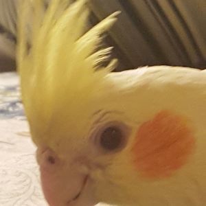 Meet your Posher, Cameron